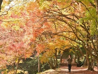 用作公園の紅葉写真２
