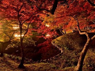 用作公園の紅葉の写真４
