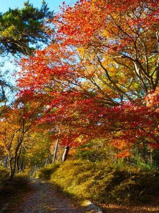 えびの高原の紅葉の写真４