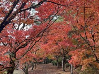 曽木の滝の紅葉写真２