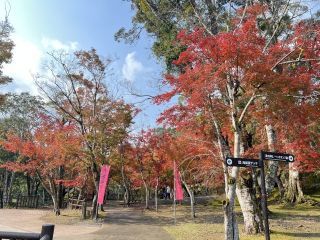 曽木の滝の紅葉の写真３