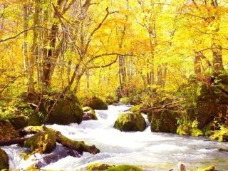 奥入瀬渓流の紅葉｜紅葉情報2026