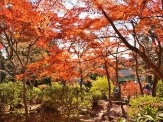 筑波山の紅葉写真１
