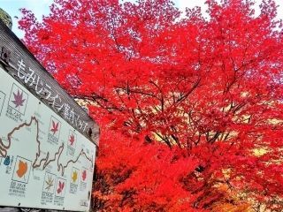 日塩もみじラインの紅葉の写真３