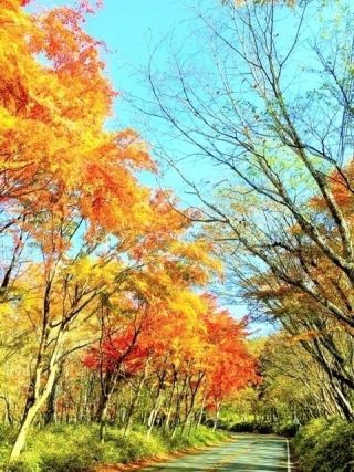 日塩もみじラインの紅葉の写真４