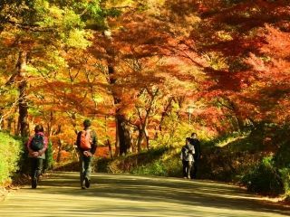 国営武蔵丘陵森林公園の紅葉写真１