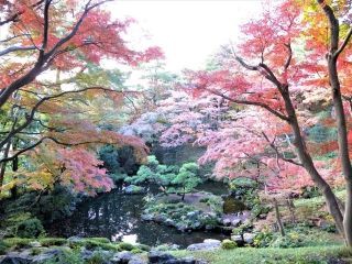国指定名勝 都立殿ヶ谷戸庭園の紅葉の写真４