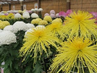 三溪園の紅葉の写真４