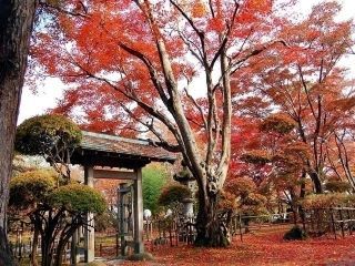 もみじ園（越路もみじまつり）の紅葉写真２