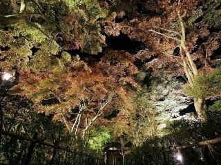 もみじ園（越路もみじまつり）の紅葉の写真４