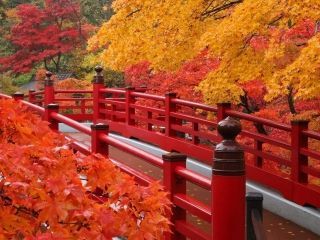 弥彦公園もみじ谷の紅葉写真１