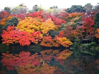 高岡古城公園の紅葉写真１