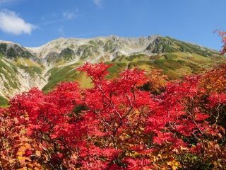 立山室堂平の紅葉の写真４