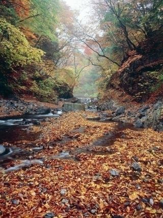 丹波渓谷の紅葉写真2