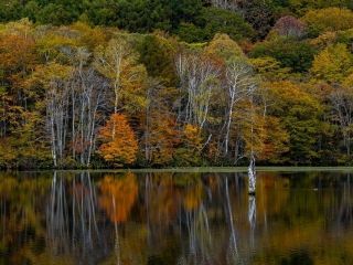 戸隠高原「鏡池」の紅葉写真2