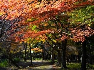養老公園の紅葉の写真3