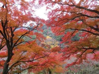 熱海梅園の紅葉写真２