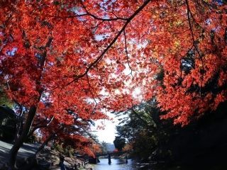 岡崎市東公園の紅葉写真1