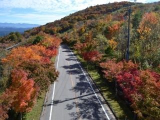 茶臼山高原の紅葉写真2