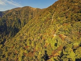 びわ湖バレイの紅葉の写真３