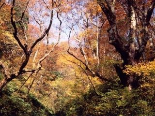 生杉ブナ原生林の紅葉写真1