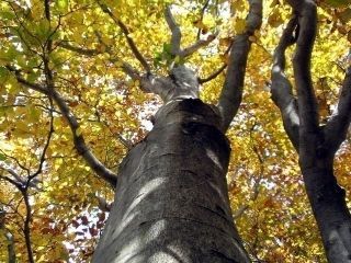 生杉ブナ原生林の紅葉写真2