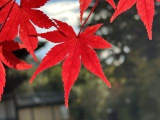 高雄山神護寺の紅葉の写真３