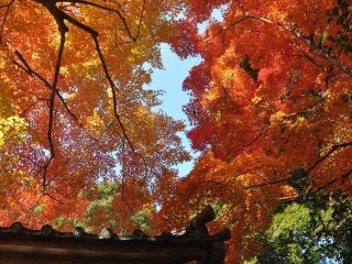高雄山神護寺の紅葉の写真４
