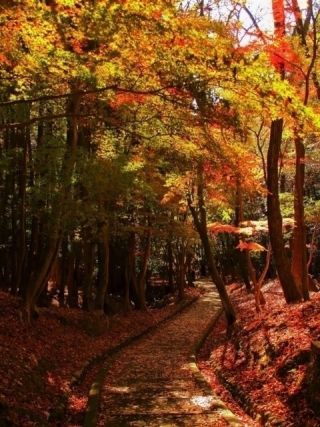 龍野公園紅葉谷の紅葉の写真３