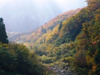 大山の紅葉の写真４