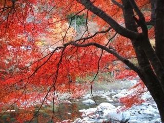 名勝 奥津渓の紅葉の写真３