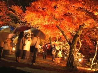名勝 奥津渓の紅葉の写真４