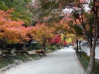 紅葉谷公園の紅葉写真１