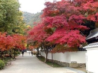 紅葉谷公園の紅葉写真２