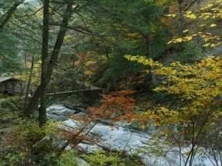 面河渓の紅葉の写真3