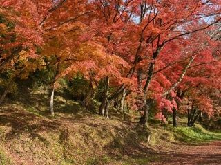 用作公園の紅葉写真１