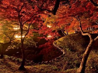 用作公園の紅葉の写真４