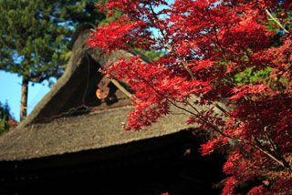 平林寺（金鳳山 平林禅寺）の紅葉の写真３
