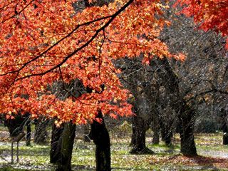 京都府立植物園の紅葉写真１