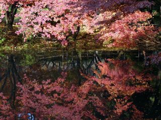 京都府立植物園の紅葉写真２