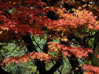 京都府立植物園の紅葉の写真３
