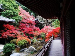 京都山科 毘沙門堂の紅葉写真２