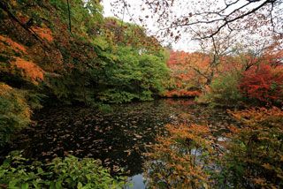 軽井沢 雲場池の紅葉の写真４