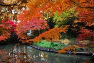 生田緑地・川崎市立日本民家園の紅葉の写真４