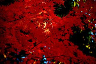小金井公園の紅葉の写真３