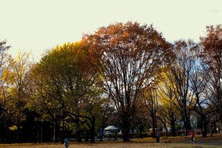 小金井公園の紅葉の写真４