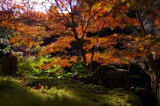 檀特山 小松寺の紅葉写真１