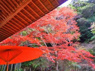 檀特山 小松寺の紅葉写真１