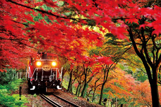 嵯峨野トロッコ列車の紅葉写真１