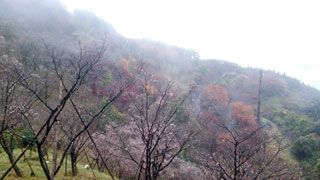 藤岡市・桜山公園の紅葉写真１